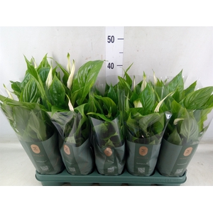 Spathiphyllum  'Bellini'