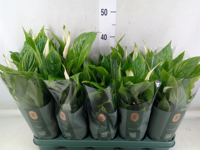 <h4>Spathiphyllum  'Bellini'</h4>