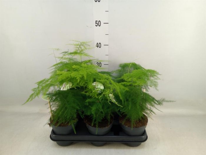 <h4>Asparagus setaceus</h4>