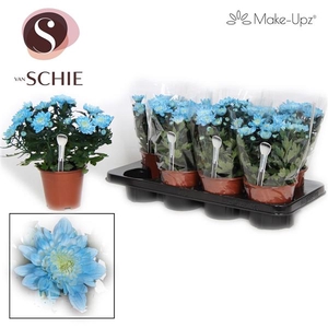 Chrysanne Make-Upz Blue