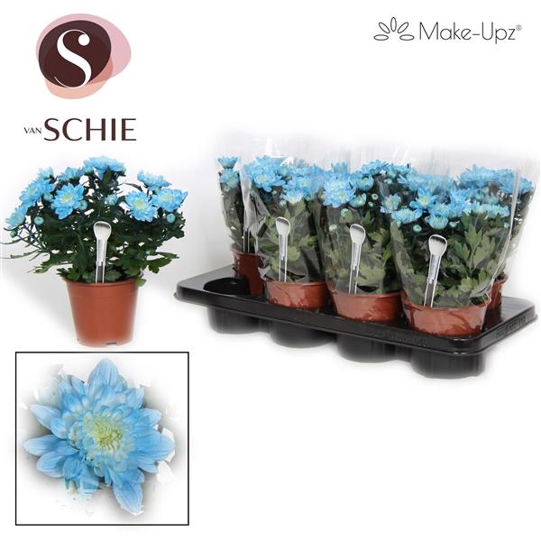 <h4>Chrysanne Make-Upz Blue</h4>