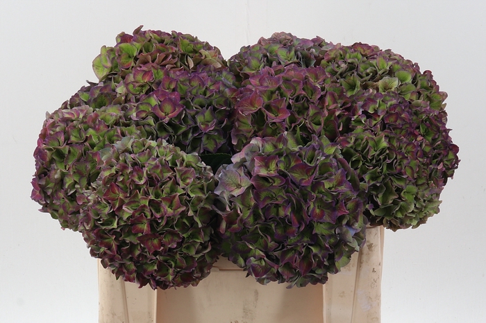 <h4>Hydr M Ch Rodeo Cl</h4>