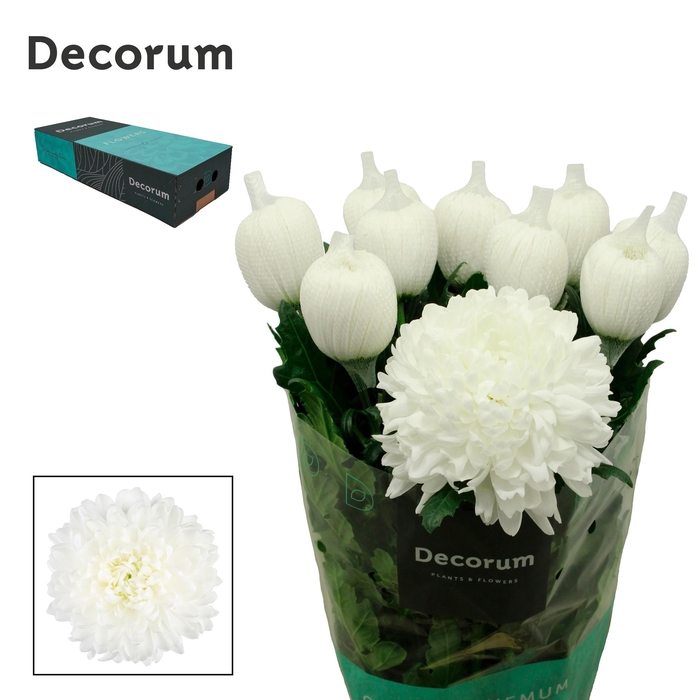 <h4>Chrysanten Chr G Antonov</h4>