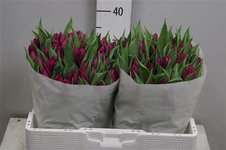 <h4>Tu En Purple Prince</h4>