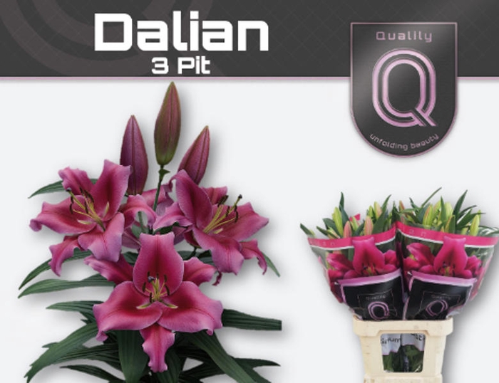 <h4>Li Or Dalian 3 Knop Qualily</h4>