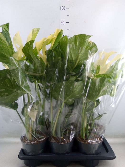 <h4>Monstera delic. 'Thai Constellatio'</h4>