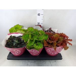 Begonia BD 'Beleaf'   ...mix