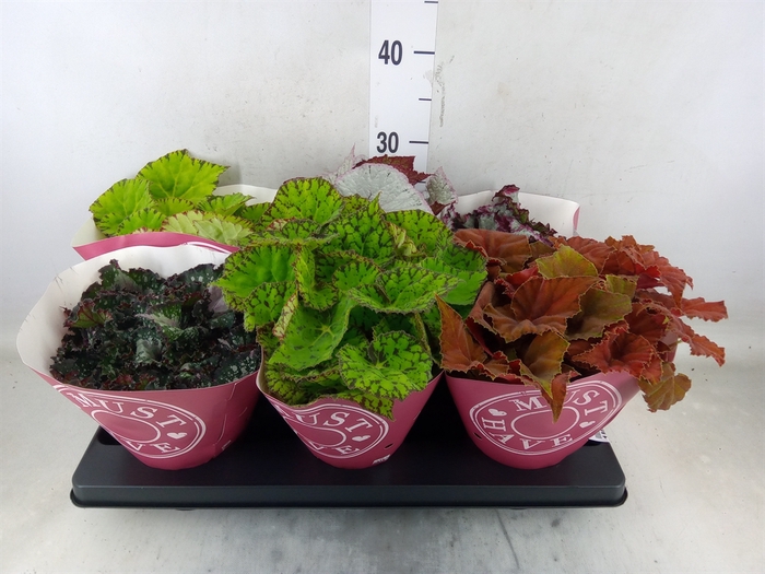 <h4>Begonia BD 'Beleaf'   ...mix</h4>