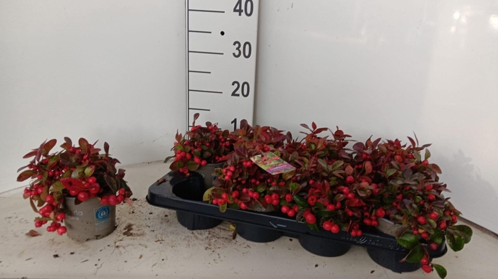 <h4>GAULTH PROCUMBENS</h4>