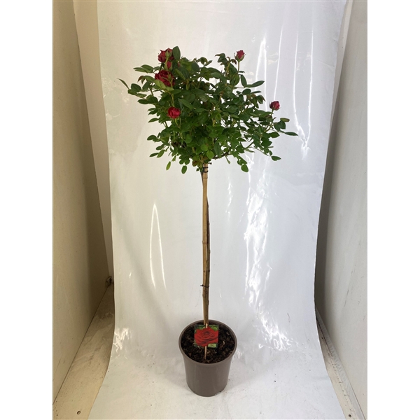 <h4>Stamroos P24 Rood</h4>