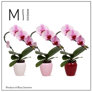 Phalaenopsis Swan Blush 1 spike – 7cm in Martine Mix | Mimesis