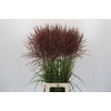 Miscanthus Rotfeder