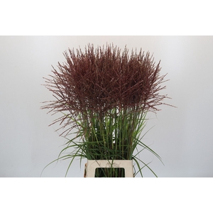 Miscanthus Rotfeder