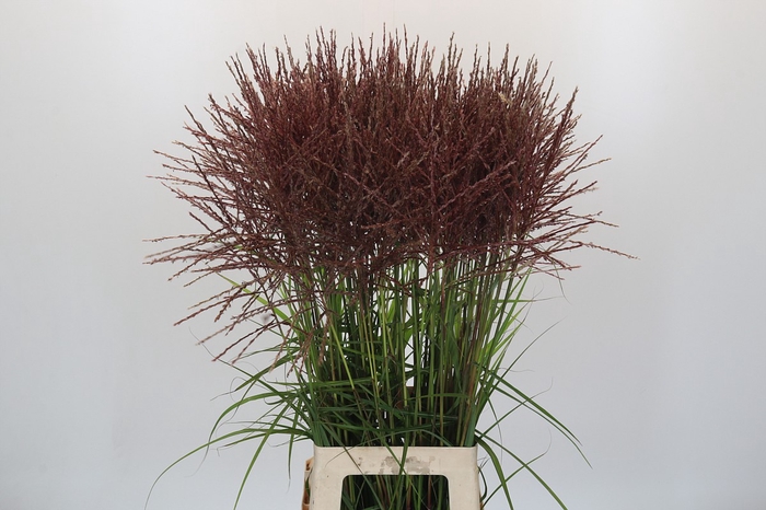 Miscanthus Rotfeder