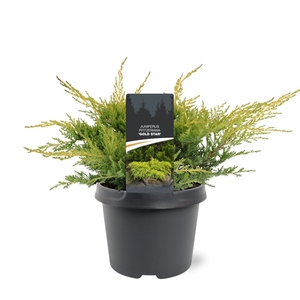 Juniperus pfitzeriana 'Gold Star' 25-30 C3