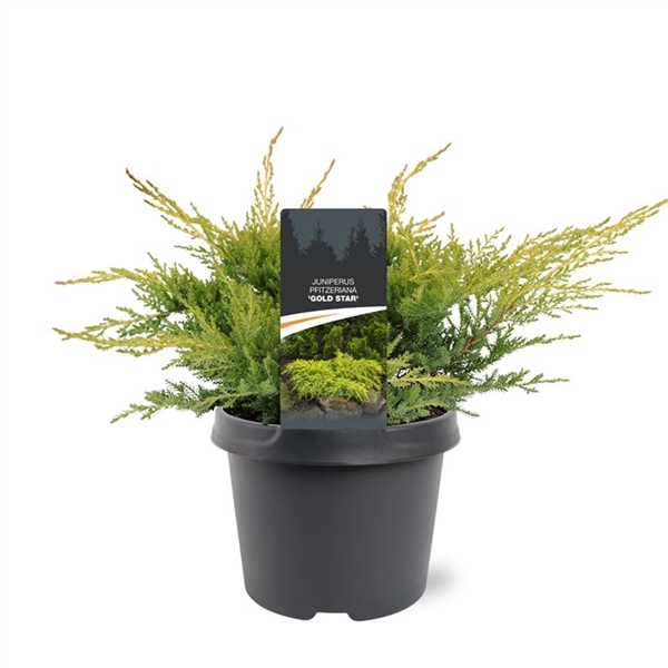 <h4>Juniperus pfitzeriana 'Gold Star' 25-30 C3</h4>