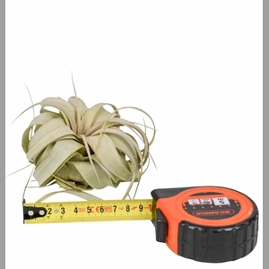 TILLANDSIA XEROGRAPH