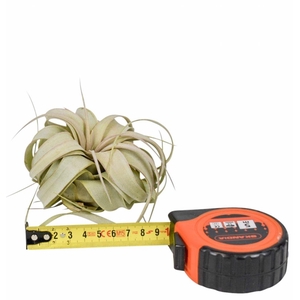 TILLANDSIA XEROGRAPH