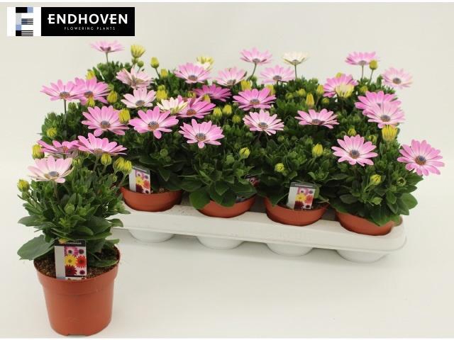 <h4>OSTEO SENORI ROSITA</h4>