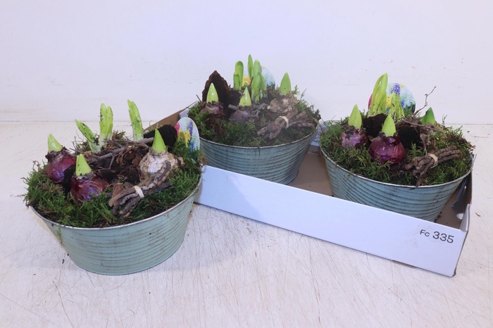 <h4>ARR BOL KNOLGEWAS</h4>