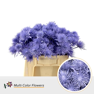 Eryngium Milka