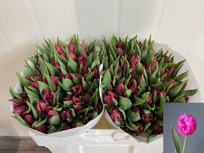 <h4>TU PA PARROT PRINCE</h4>