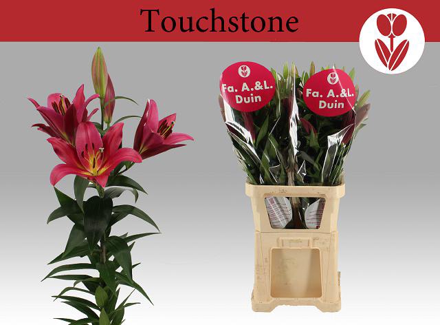 <h4>LI OT TOUCHSTONE 6+</h4>