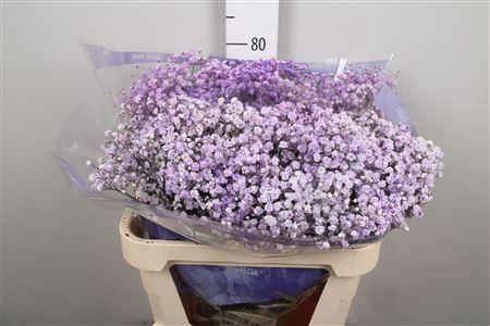 <h4>Gypsophila   ...colored  H%</h4>