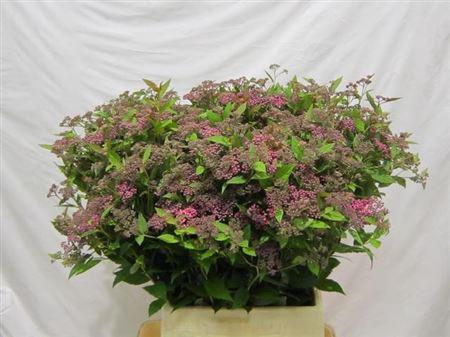 <h4>Spiraea Cerise</h4>
