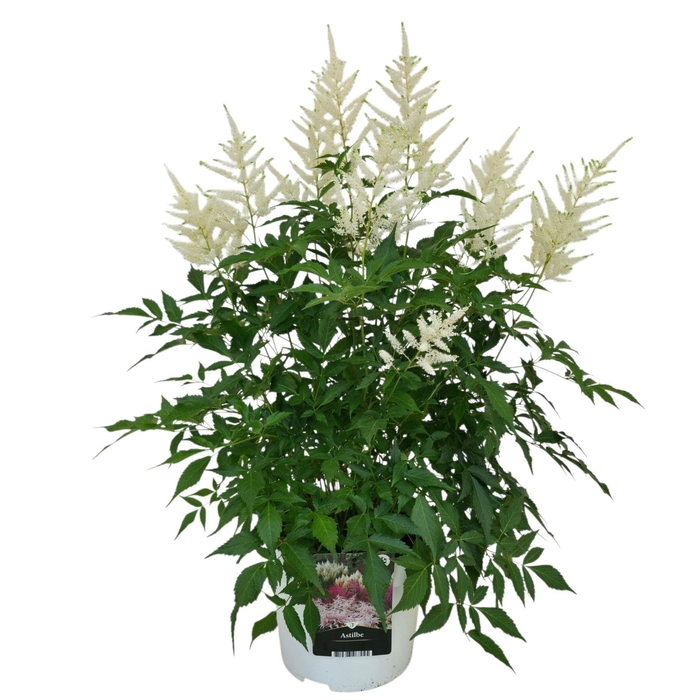 Astilbe Whashington