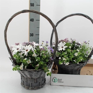 ARR TUINPLANTEN