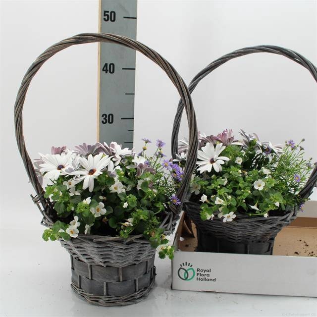 <h4>ARR TUINPLANTEN</h4>