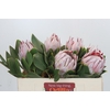 Protea Cynaroides
