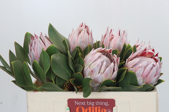 <h4>Protea Cynaroides</h4>