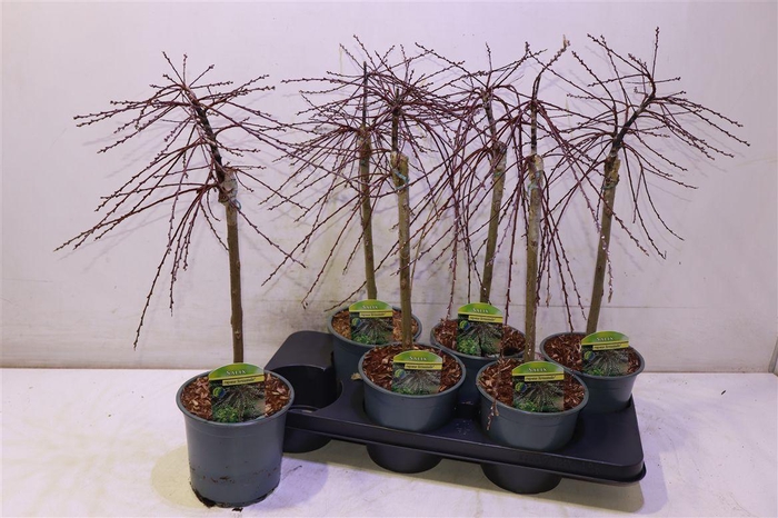 <h4>Salix Rep Armando</h4>