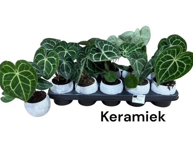 <h4>ANTHU CLARINERVIUM</h4>