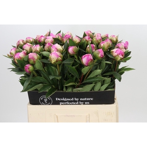 Paeonia Dr A Fleming