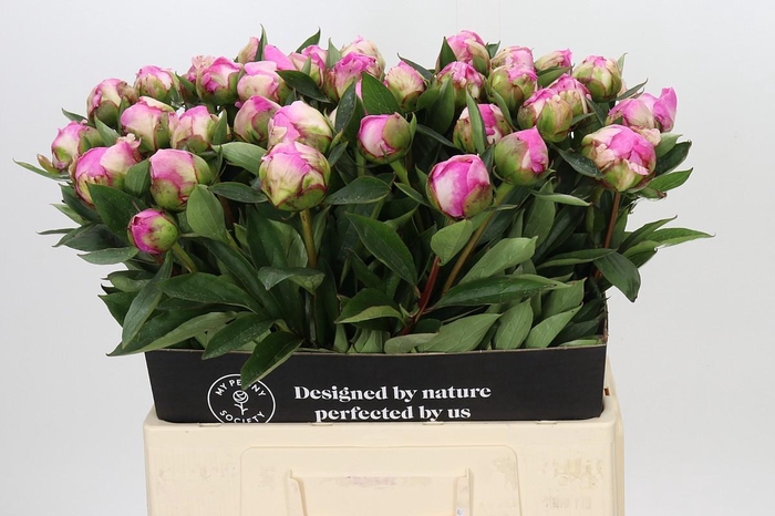 Paeonia Dr A Fleming
