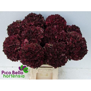 Hydrangea mag ruby red classic