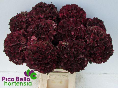 <h4>Hydrangea mag ruby red classic</h4>