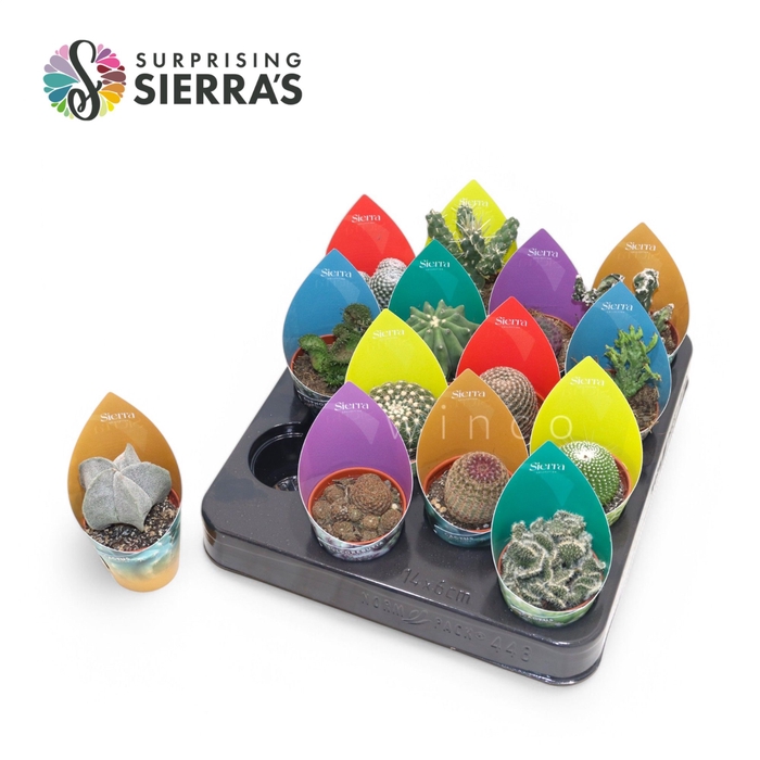 <h4>Sierra's® - Cactus Mix (Collection) Sierra Coll. Potcover</h4>