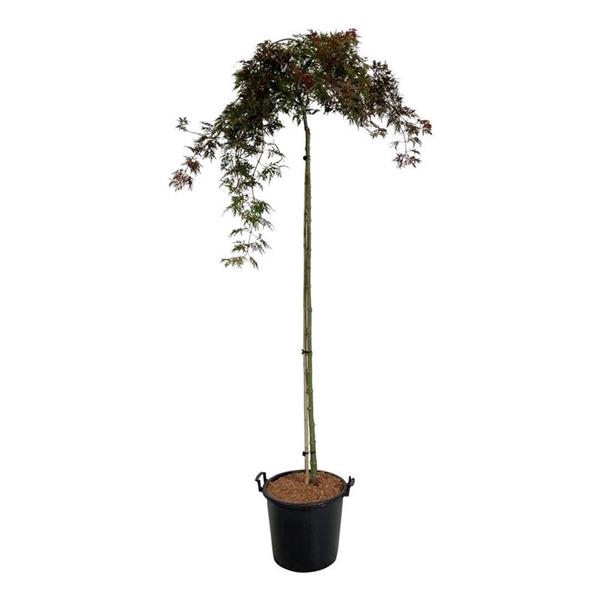 <h4>Acer pal. 'Orangeola'</h4>