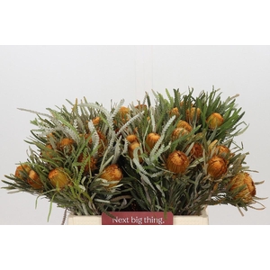 BANKSIA FORMOSA