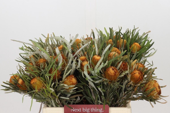 <h4>BANKSIA FORMOSA</h4>