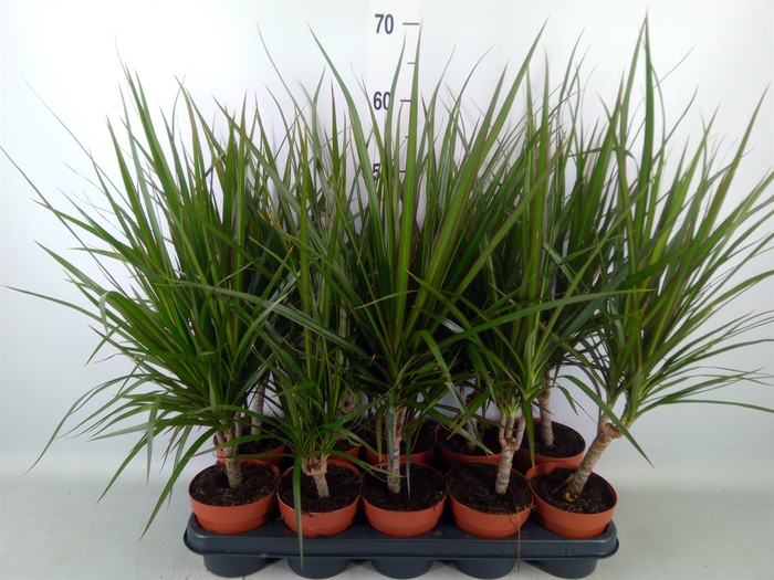 <h4>Dracaena marg.</h4>
