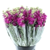 Matth Incana Iron Antiek Rose Super