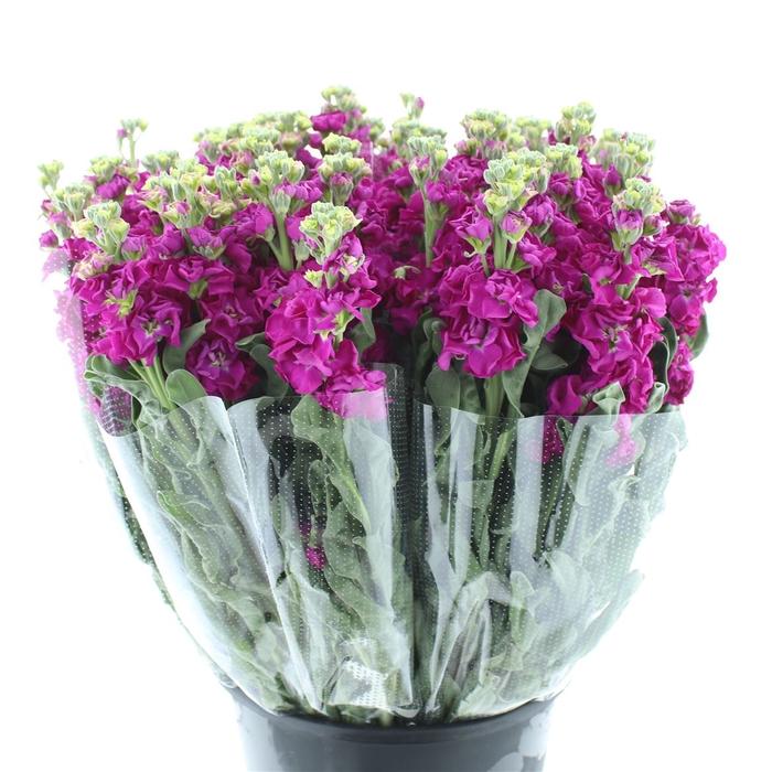 <h4>Matth Incana Iron Rose</h4>