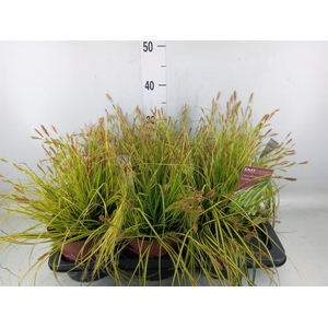 Carex oshimensis 'Everco Eversheen'