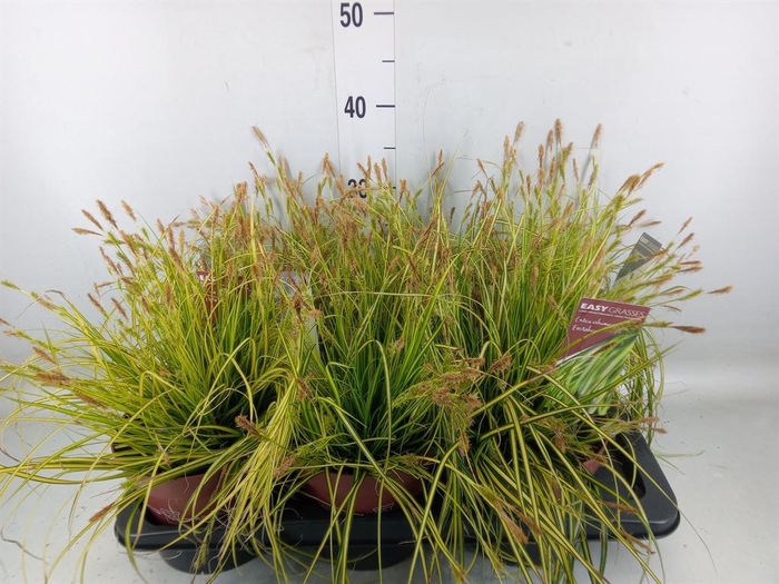 <h4>Carex oshimensis 'Everco Eversheen'</h4>