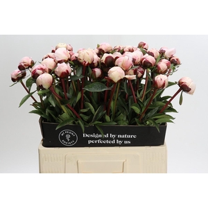 Paeonia Lact. Reine Hortense